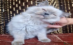 Ragdoll cats for sale: A Unique Ragdoll Kitten Waiting for a Loving home  - Image 2