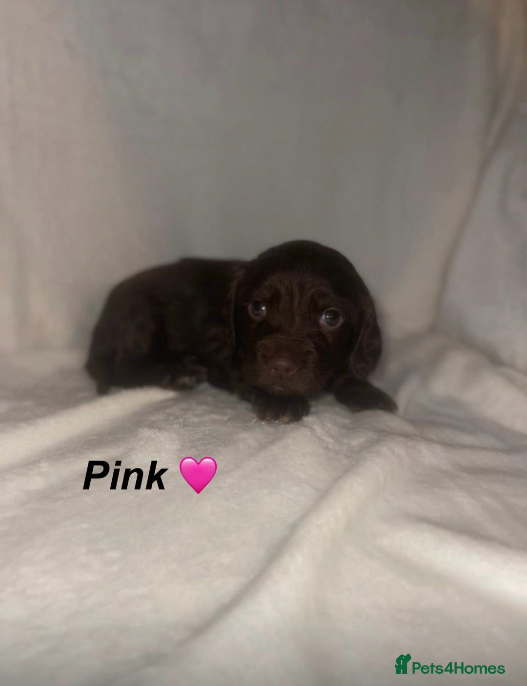 Cockapoo dogs for sale: Cockapoo Puppies Looking For Their Forever Homes💕 - Advert 2