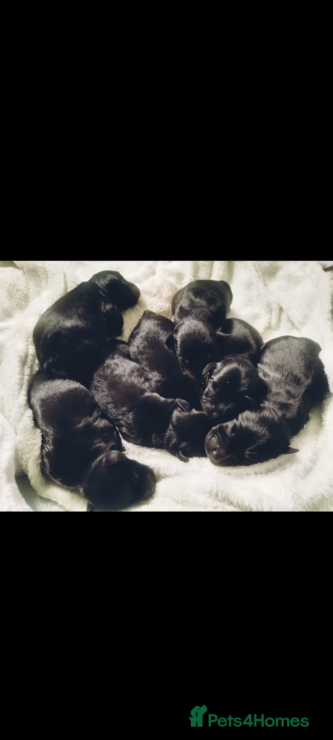 Miniature Schnauzer dogs for sale: Miniature schnauzer puppies  - Advert 7