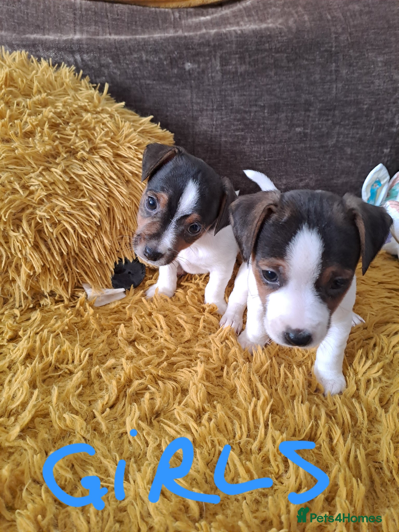 Jack Russell dogs  Jack Russell miniature  - Advert 1