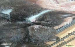 Mixed Breed cats for sale: 4 fluffy Russian blue mix kittens  - Image 2