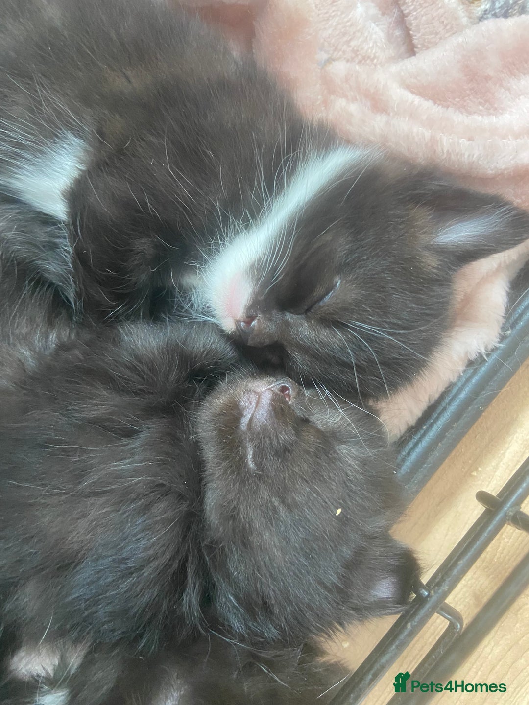 Mixed Breed cats for sale: 4 fluffy Russian blue mix kittens  - Image 2