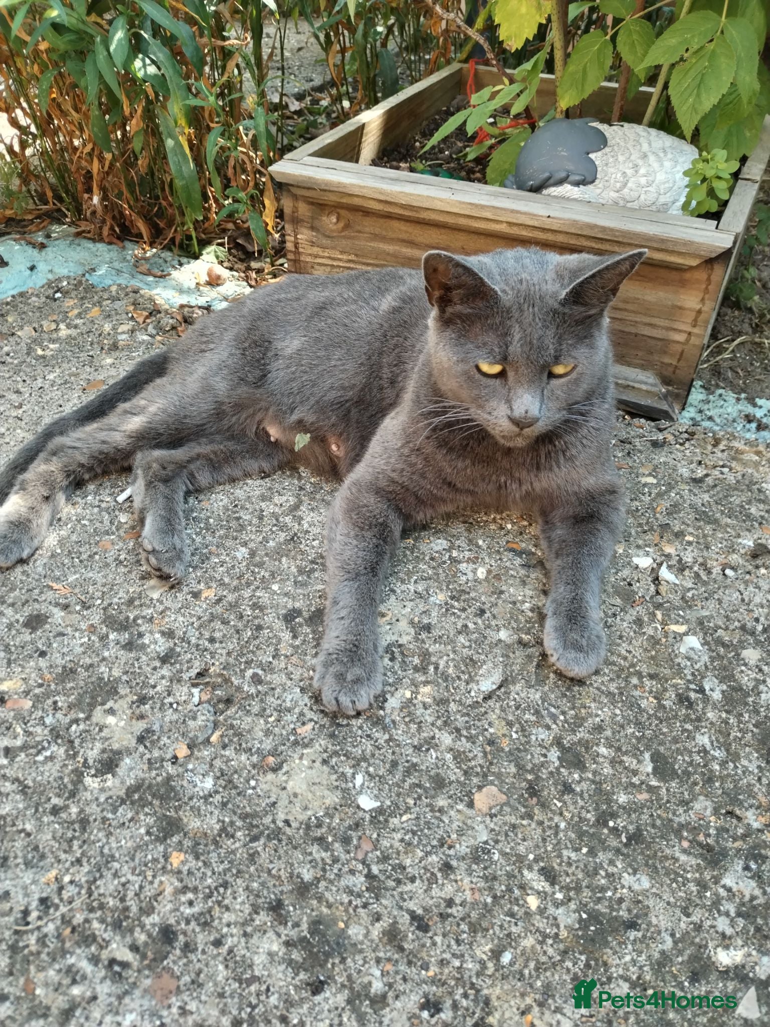 Russian Blue cats Russian blue kittens  - Advert 2