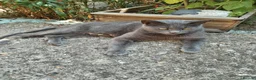Russian Blue cats for sale: Russian blue kittens  - Advert 2