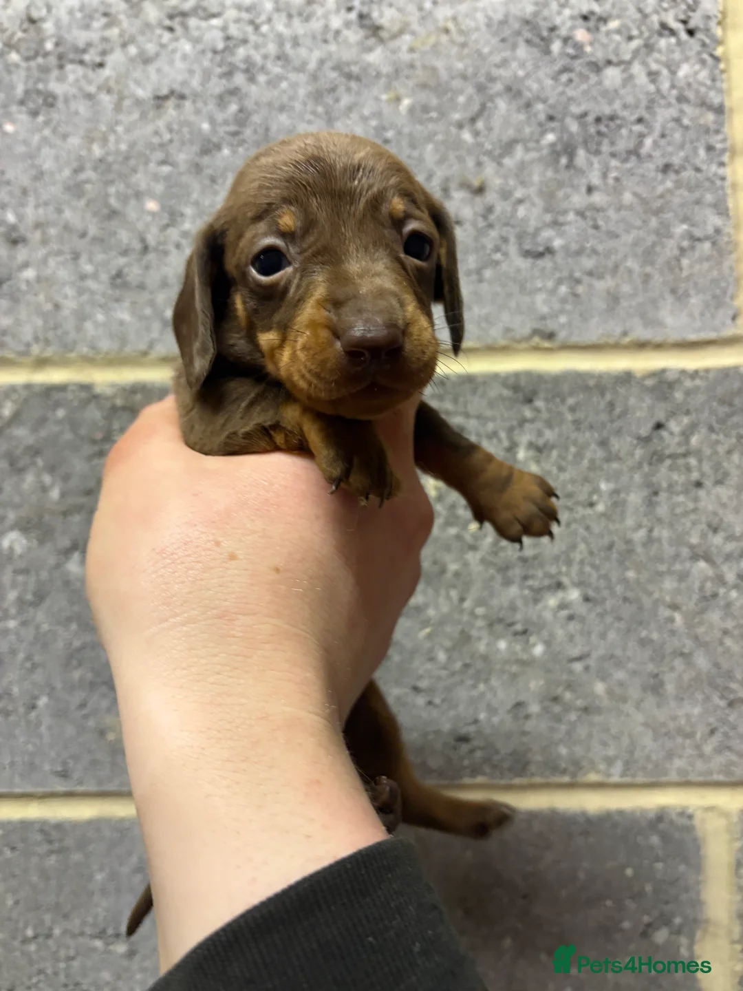 Miniature Dachshund dogs for sale: 5 stunning Dachshund puppies  in Redcar - Advert 11