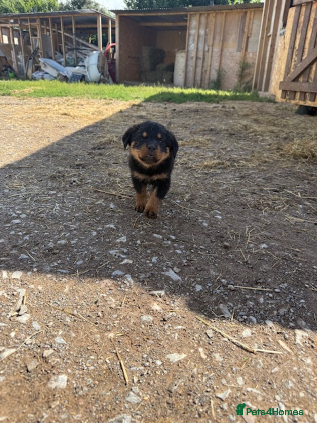 Rottweiler dogs for sale: beautiful pedigree rottweilers  - Image 12