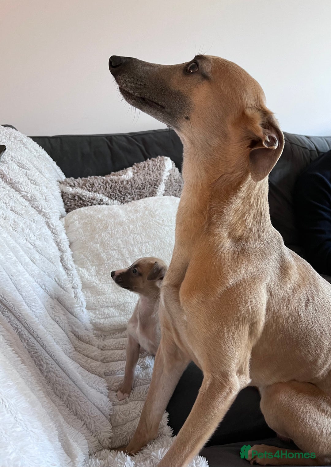 Whippet dogs for stud: Whippet Stud – Rhylan Chunk (Bandi)  - Image 3