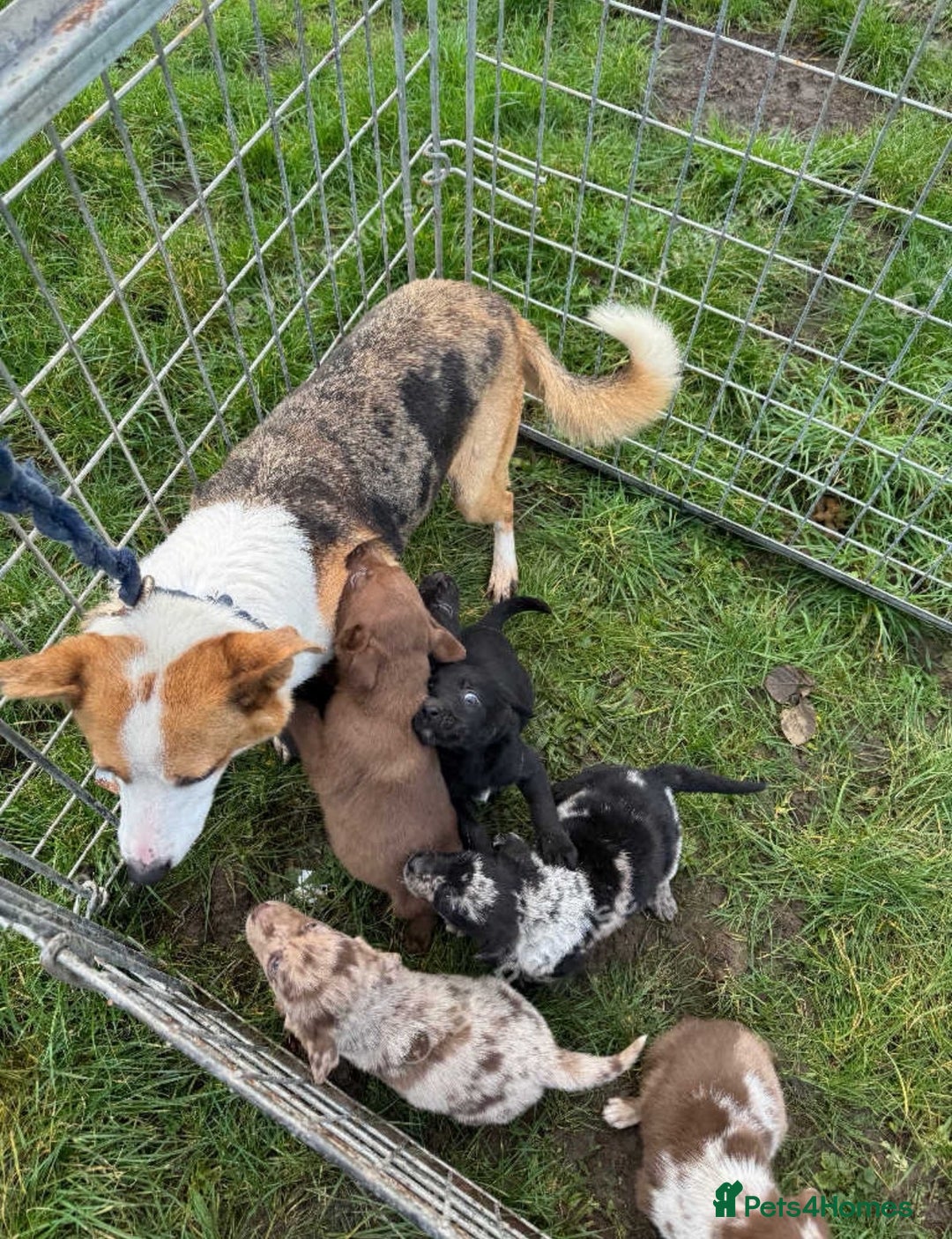 Mixed Breed dogs for sale: Welsh collie X Labrador puppy  - Advert 5
