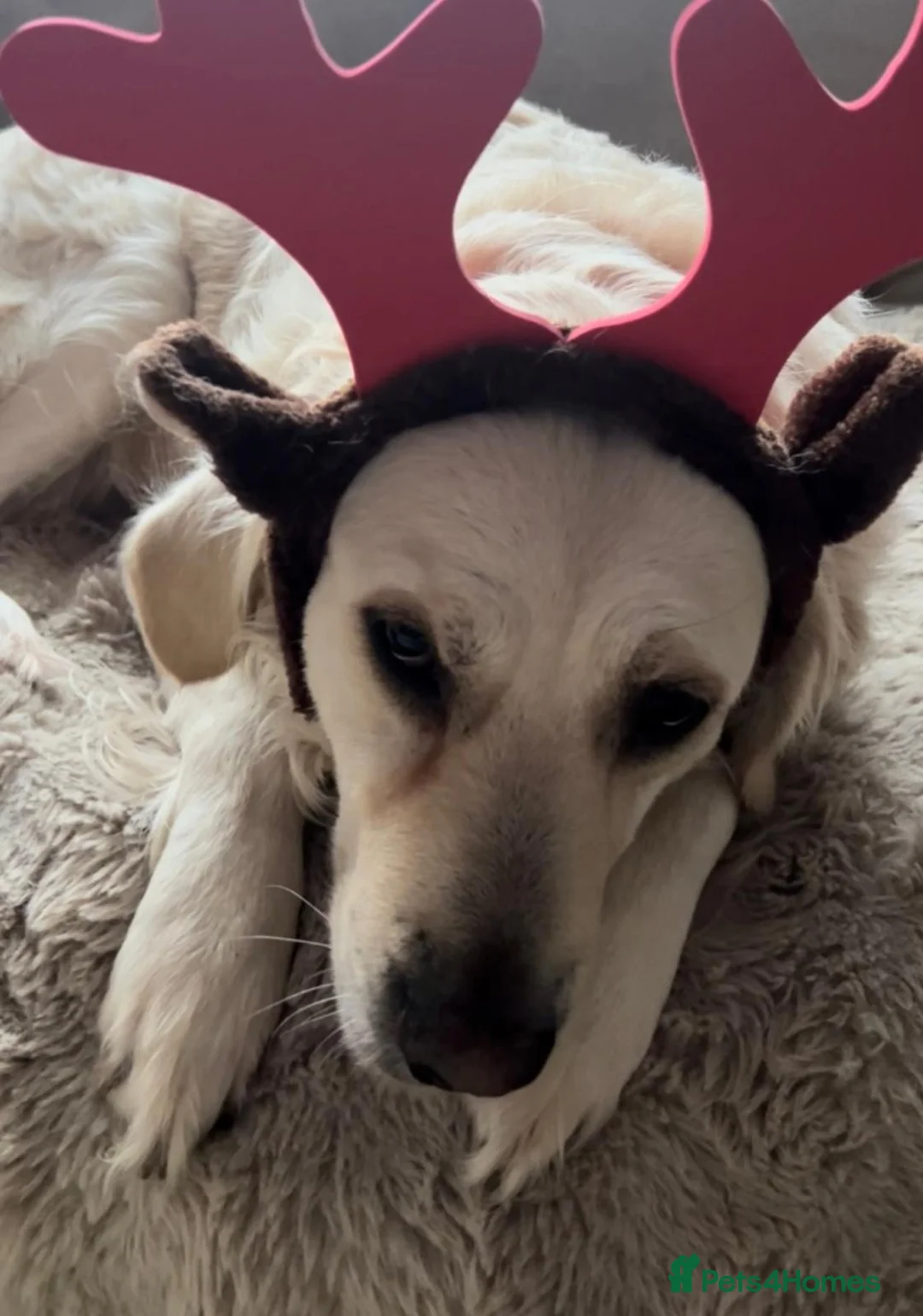 Golden Retriever dogs for sale: Our Beautiful Golden Retriever Lilly in Swadlincote - Advert 6