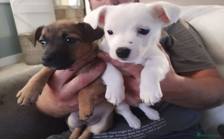 Jack Russell dogs - Advert 1