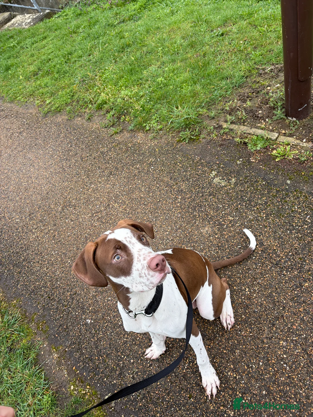 Mixed Breed dogs for sale: Rocco 9mo in Milton Keynes - Advert 3