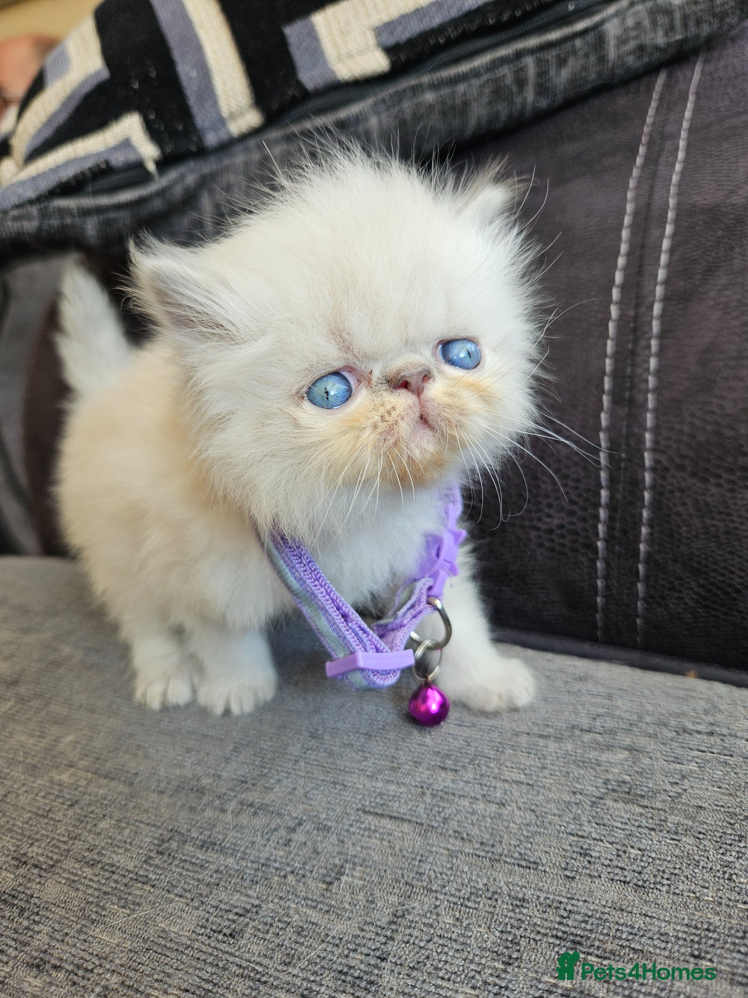 Persian cats 😻Stunning Pedigree Persian Kittens😻  - Advert 4