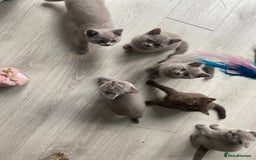 British Shorthair cats for sale: 👑ROYALBLESS STUNNING LILAC BRITISH SHORTHAIR  - Image 5
