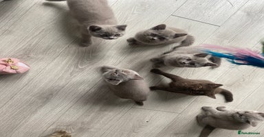British Shorthair cats - Advert 11
