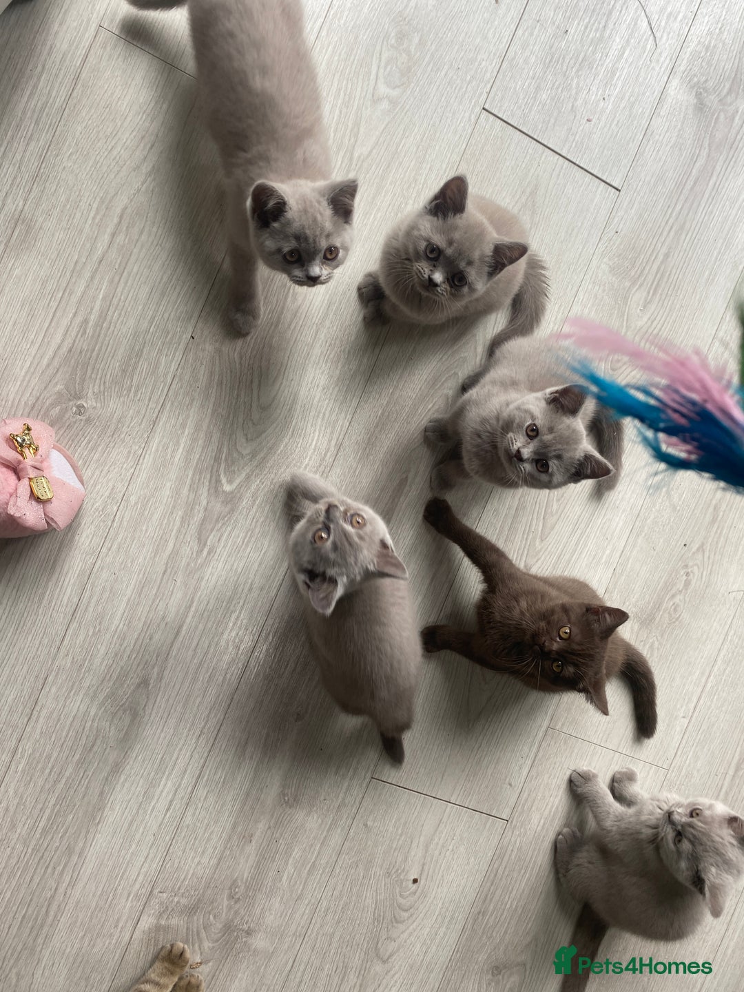 British Shorthair cats for sale: 👑ROYALBLESS STUNNING LILAC BRITISH SHORTHAIR  - Image 5