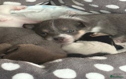 Pomchi dogs for sale: Pomchi x Jackchi puppies  - Image 1