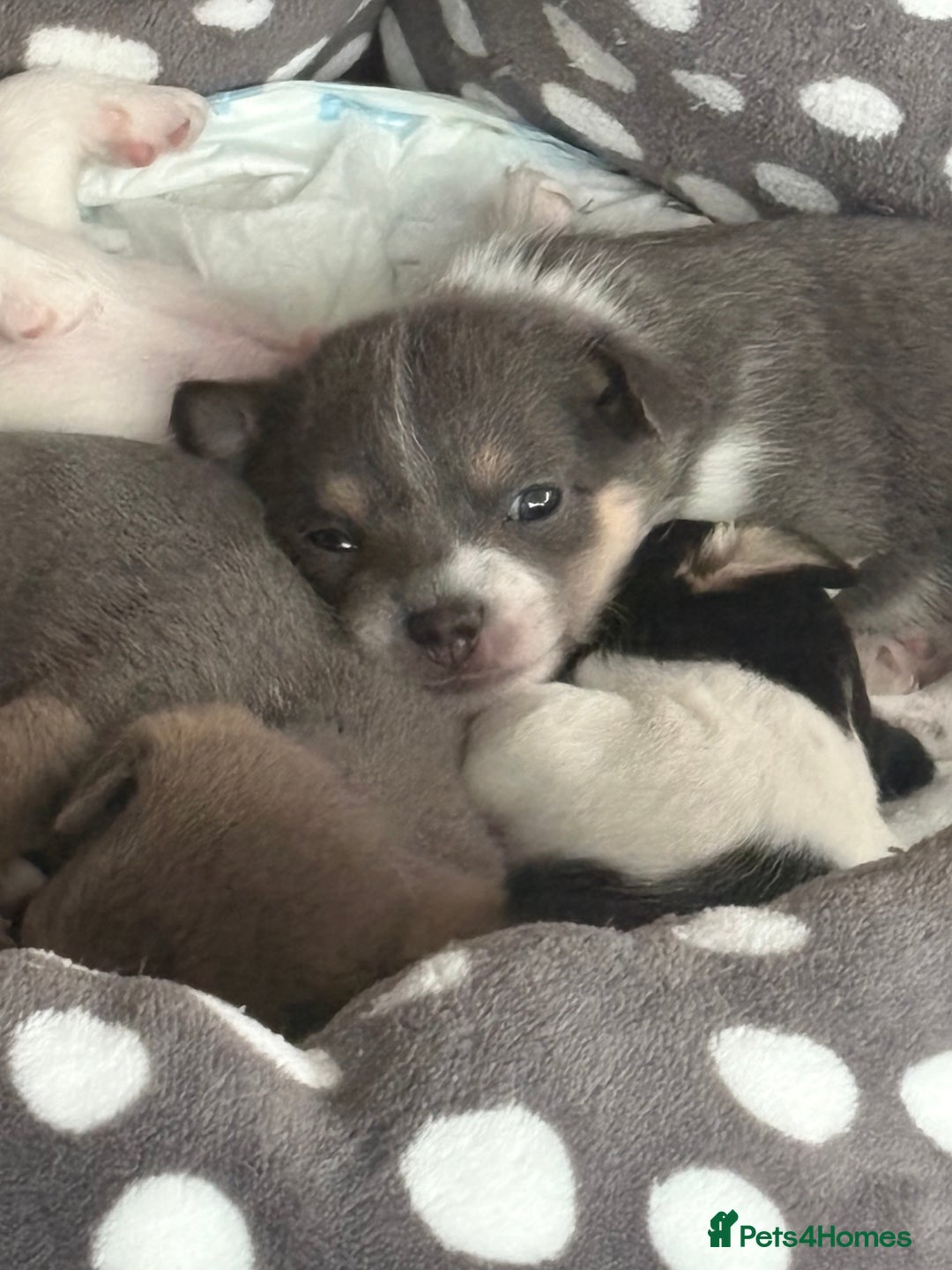 Pomchi dogs for sale: Pomchi x Jackchi puppies  - Image 1