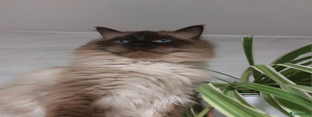 Cezar