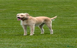 Mixed Breed dogs for sale: Labrador Cross Pups - Image 22