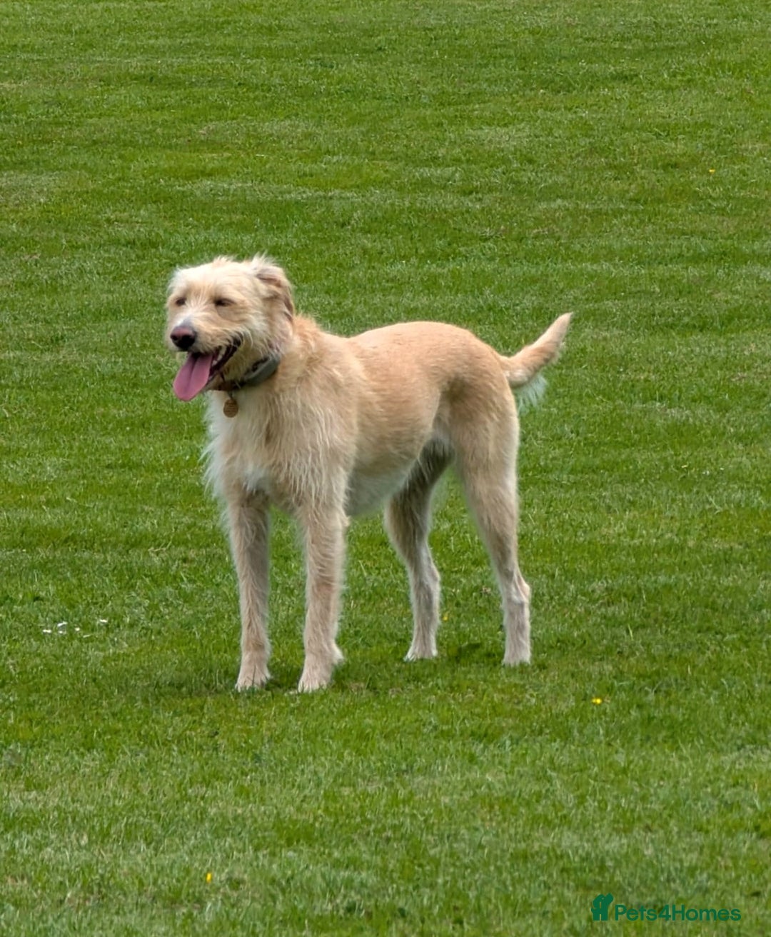 Mixed Breed dogs for sale: Labrador Cross Pups - Image 22