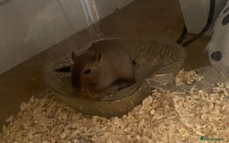 Gerbil rodents for sale: Free 2 male gerbils  - Image 6
