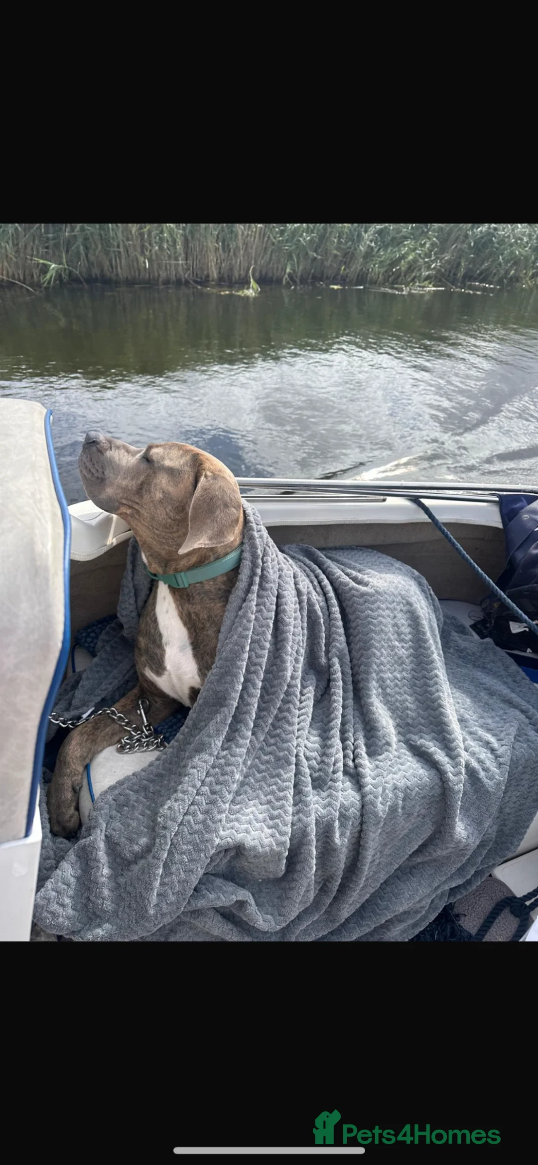 Mixed Breed dogs for sale: Need to rehome our beautiful boy  in London - Advert 2