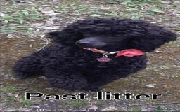 Poodle dogs for stud: Fully health tested and kc reg chocolate toy. in Blackburn - Image 9