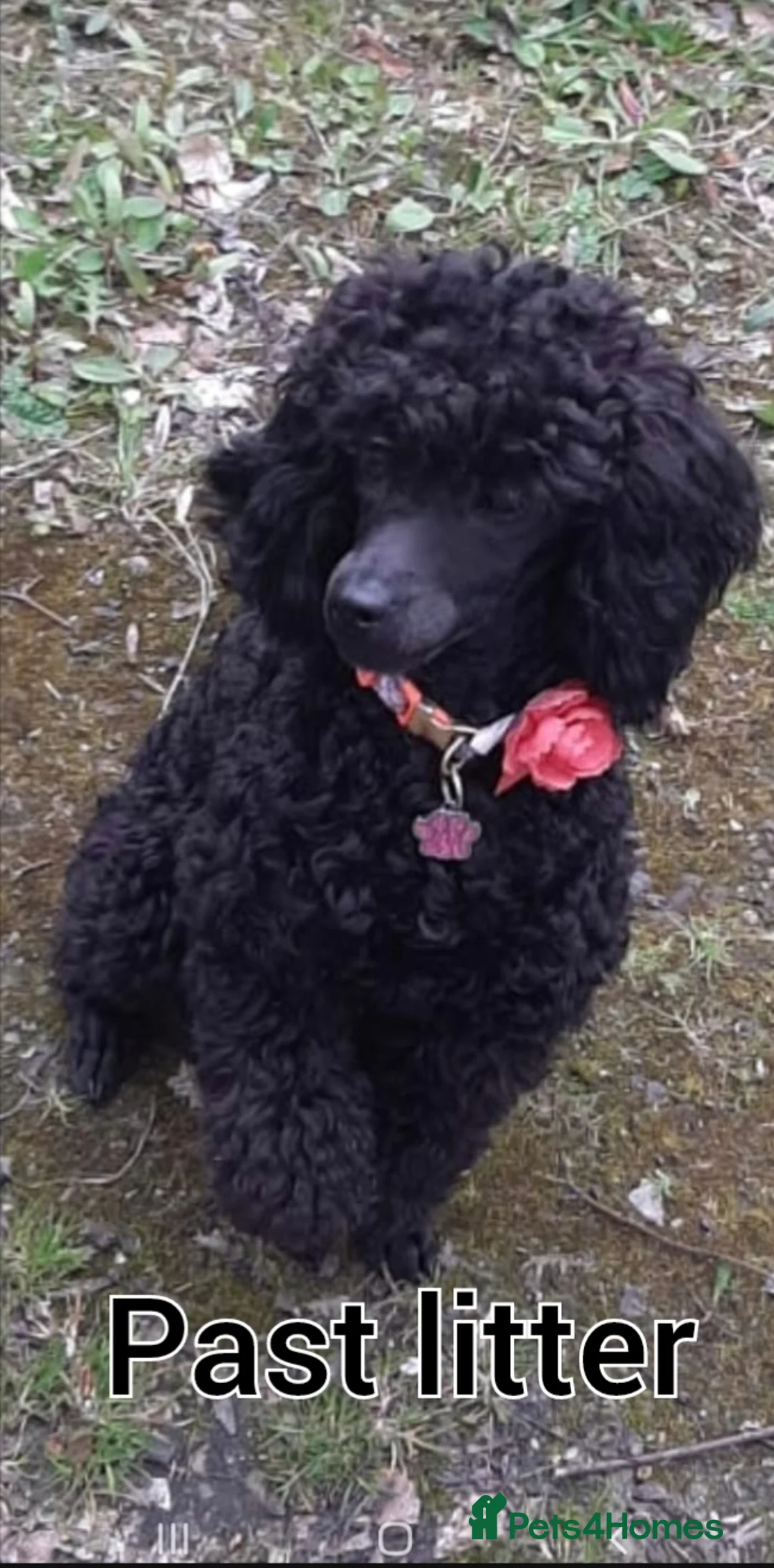 Poodle dogs for stud: Fully health tested and kc reg chocolate toy. in Blackburn - Advert 9