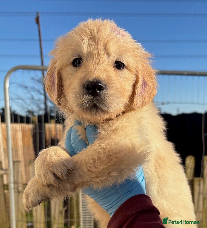 Golden Retriever dogs Gorgeous KC Registered Goldies. 5 Star Reg.Breeder - Advert 18