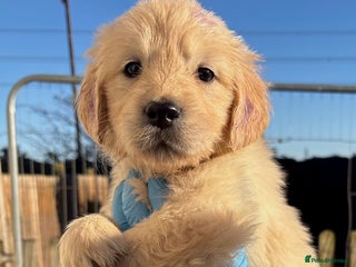 Golden Retriever dogs Gorgeous KC Registered Goldies. 5 Star Reg.Breeder - Advert 18