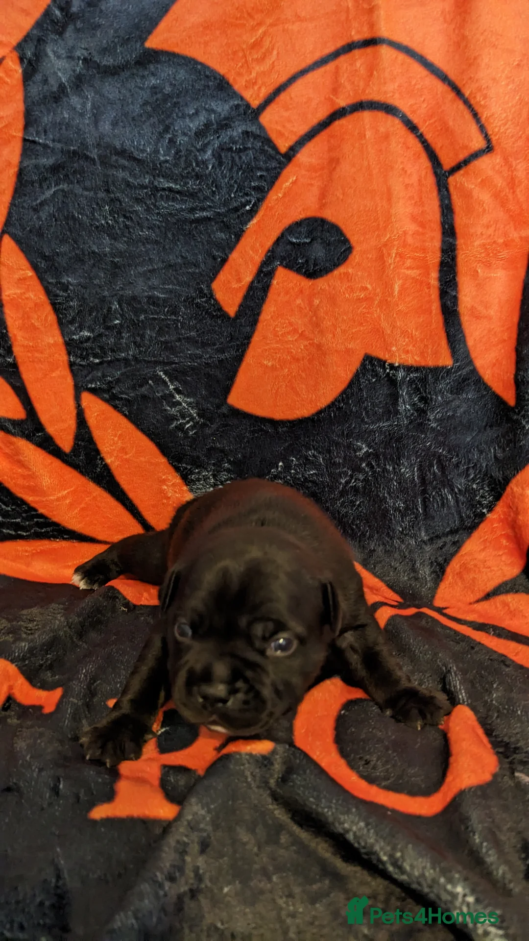 Staffordshire Bull Terrier dogs for stud: 🏆CHAMPION MICA AVAILABLE FOR STUD🏆 in Basingstoke - Advert 9