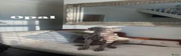 Weimaraner dogs for sale: 7 Weimaraner pups for sale ! in Hessle - Advert 12