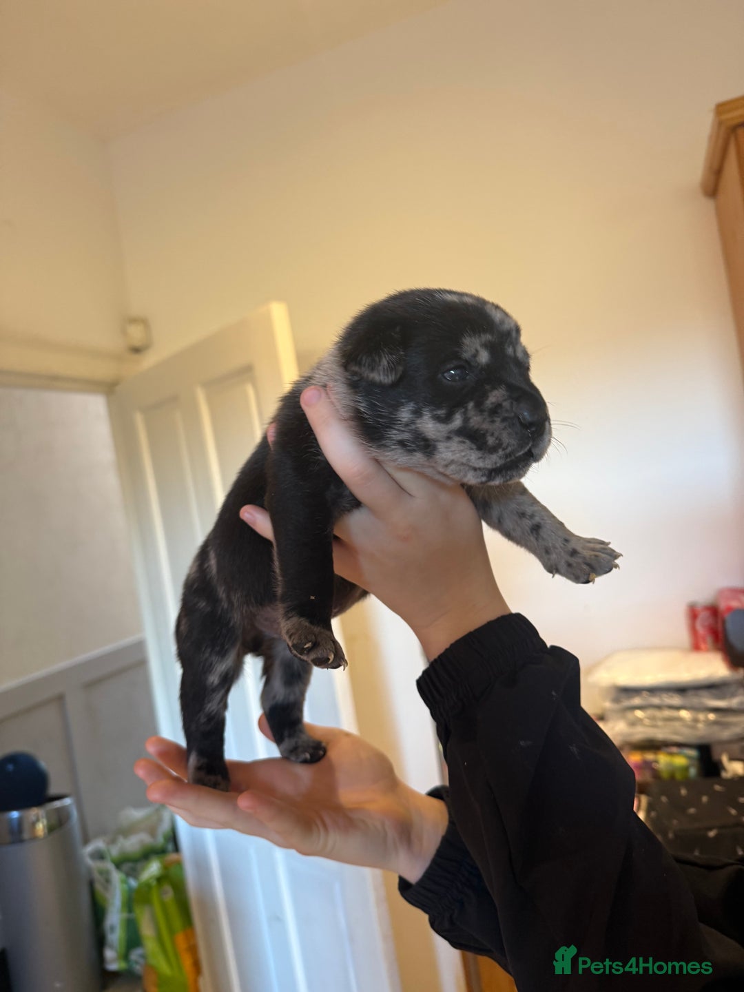 Mixed Breed dogs for sale: American bulldog / chowchow  - Advert 9