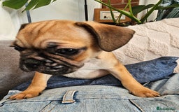 Frug dogs for sale: Frug puppies - Image 8