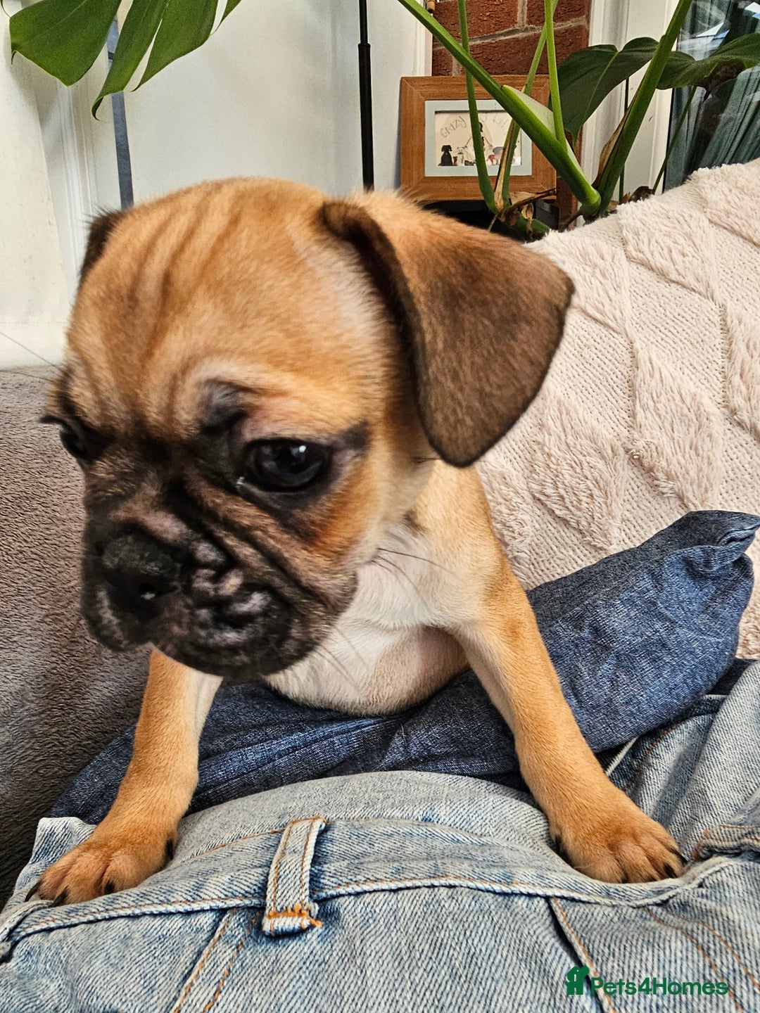 Frug dogs for sale: Frug puppies - Image 8