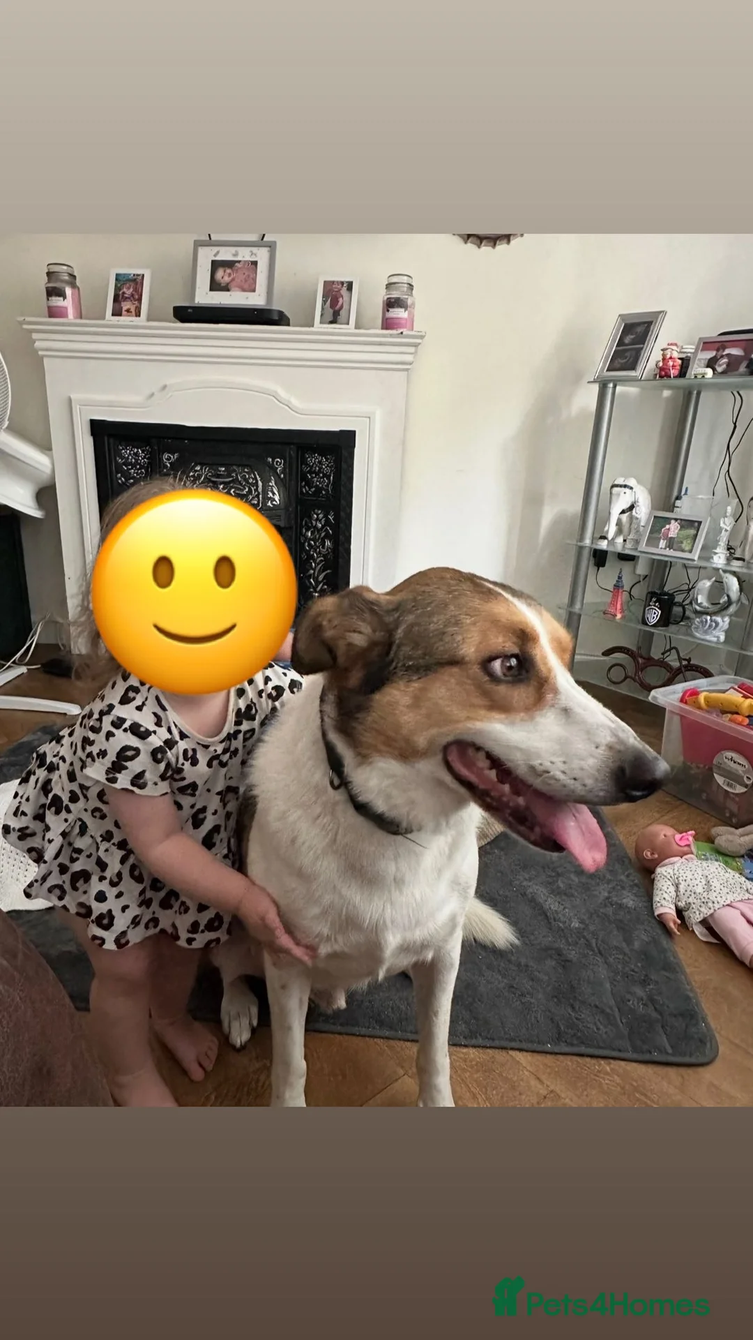 Mixed Breed dogs for sale: 7 year old Welsh Border Collie in Newtown - Advert 5