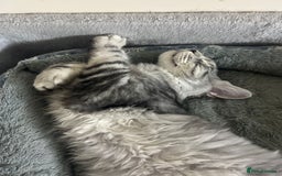 Maine Coon cats for sale: Pure maine coon - Image 38