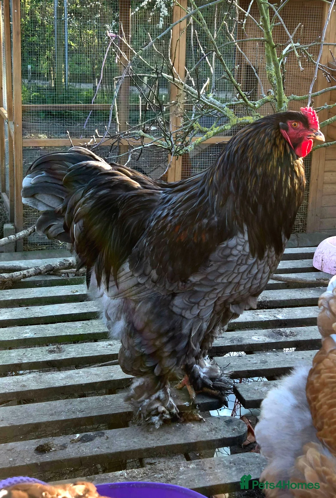 Chickens poultry for sale: Blue Brahma Purebreed Rooster  - Advert 2