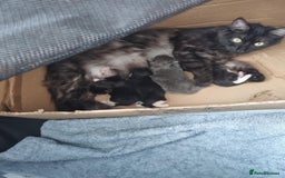 Mixed Breed cats for sale: Maine coon cross  - Image 10