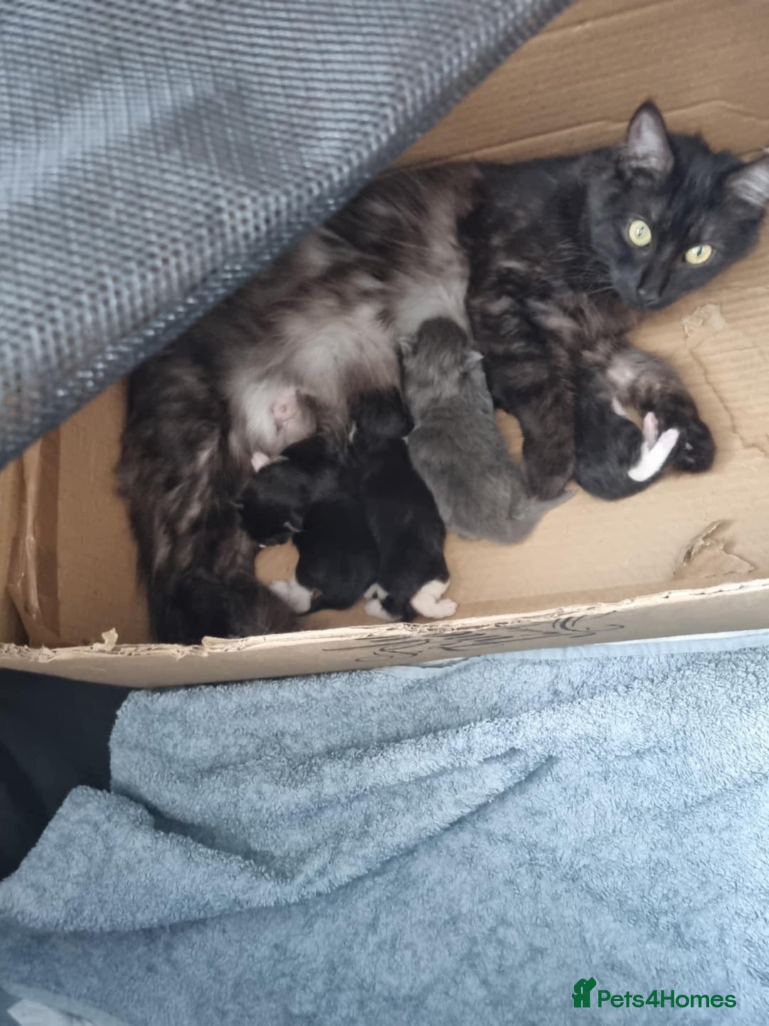 Mixed Breed cats for sale: Maine coon cross  - Image 10