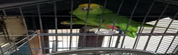Parrots birds for sale: 2 amazon parrots - Advert 2
