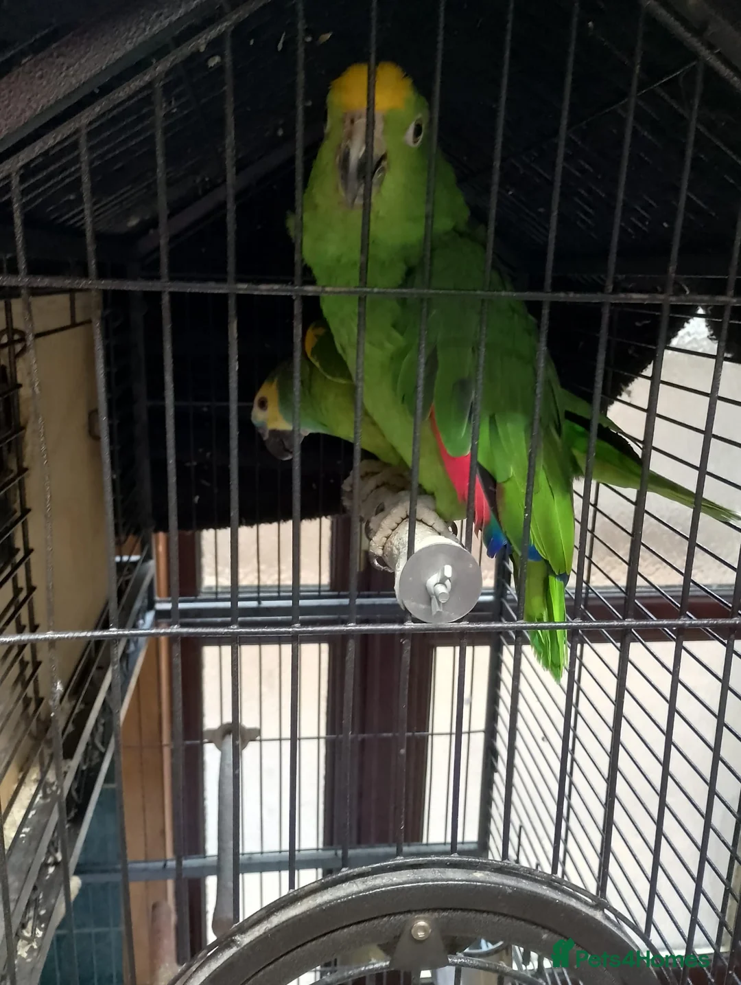Parrots birds for sale: 2 amazon parrots - Advert 2