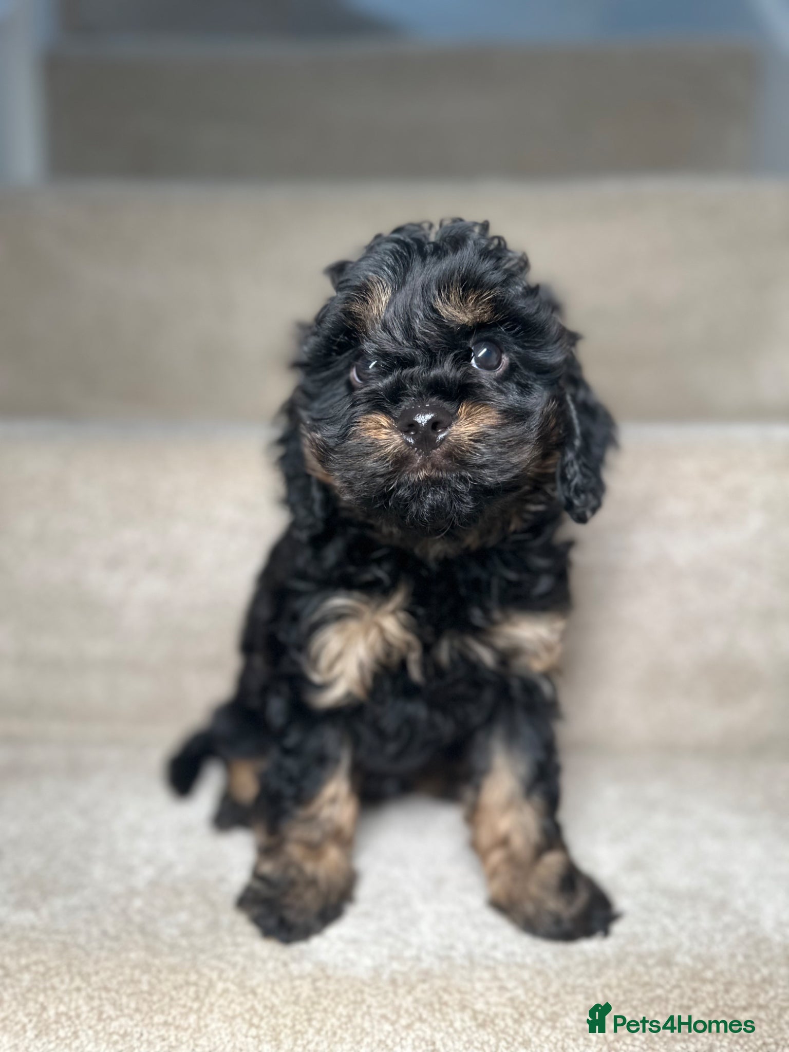 Cavapoo dogs Adorable Cavapoo puppies. Health tested Parent.  - Advert 2