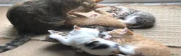 Mixed Breed cats for sale: 5 beautiful kittens looking for new homes - Advert 14