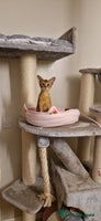 Abyssinian cats Purebred Abyssinian girl 😍 - Advert 2