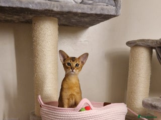 Abyssinian cats Purebred Abyssinian girl 😍 - Advert 1