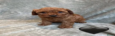 Cavapoo 3