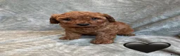 Cavapoo dogs for sale: Stunning Cavapoo puppies for sale. - Advert 6