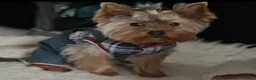 Yorkshire Terrier dogs for stud: Rico  - Advert 4