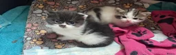 Domestic Shorthair cats for sale: 2x kittens  - Advert 9